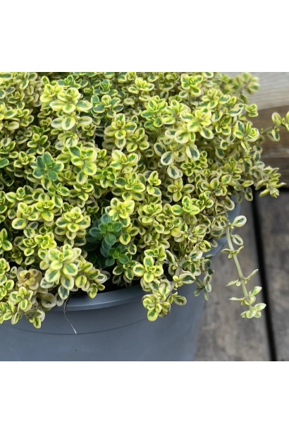 Чебрець Golden Lemon